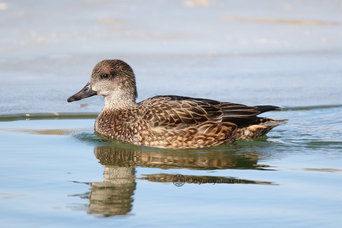 Falcated Duck - ML135202911