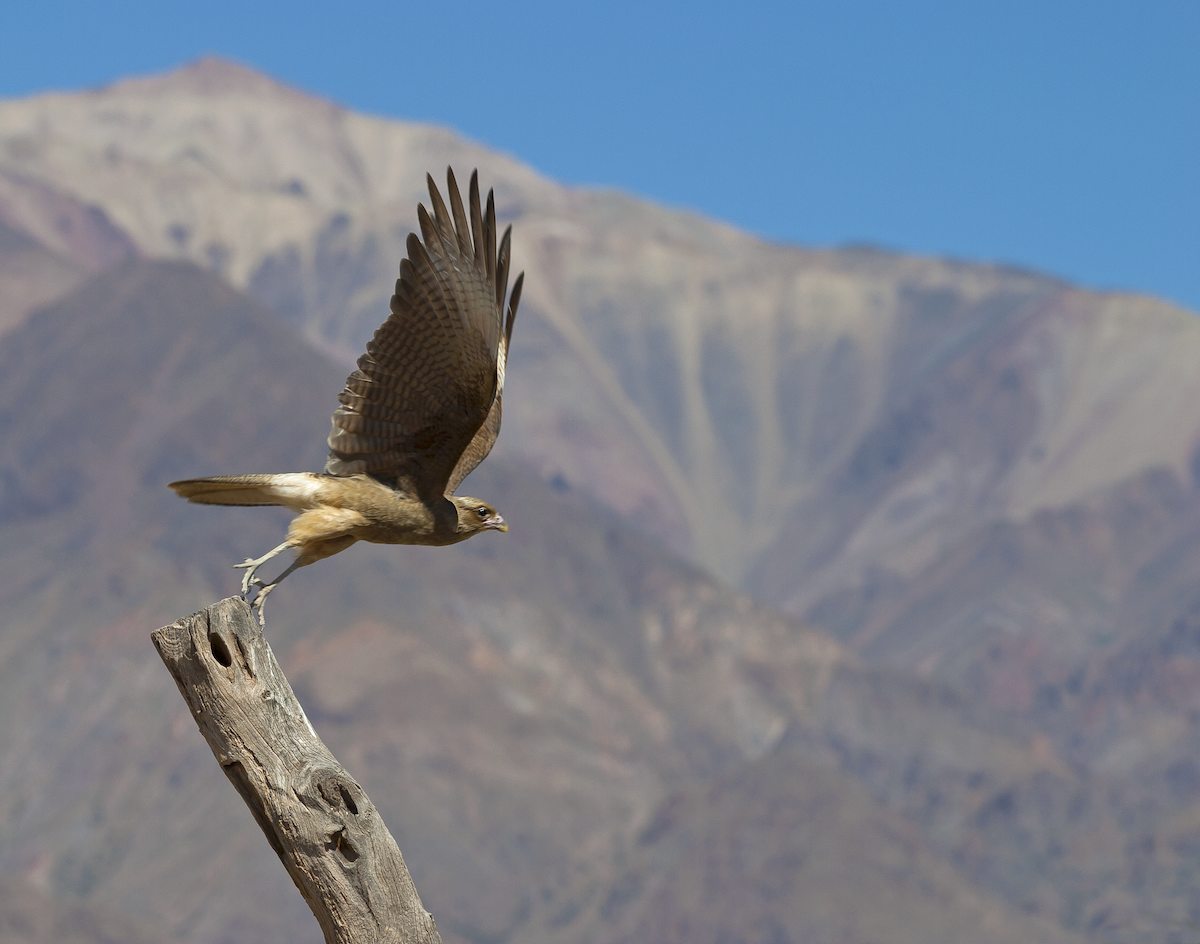 Chimango Caracara - ML135203291