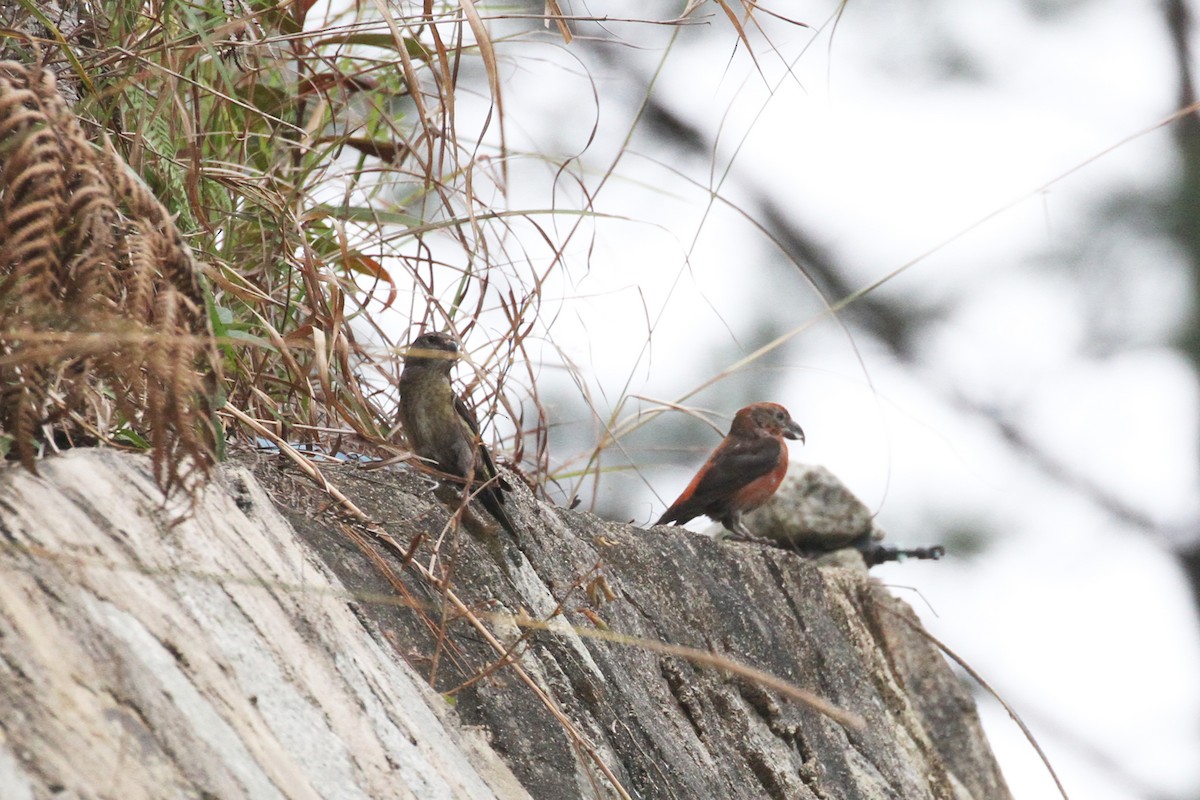 Red Crossbill (Dalat) - Wonseok Jang