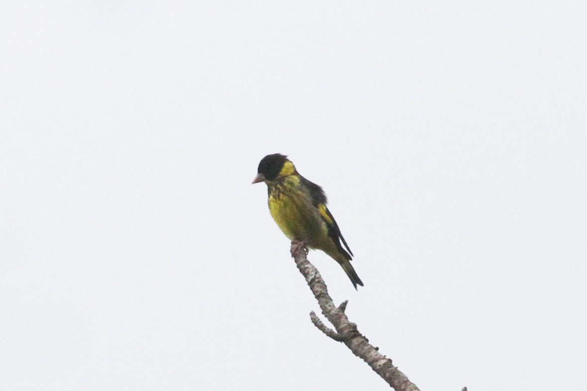 Vietnamese Greenfinch - ML135204601