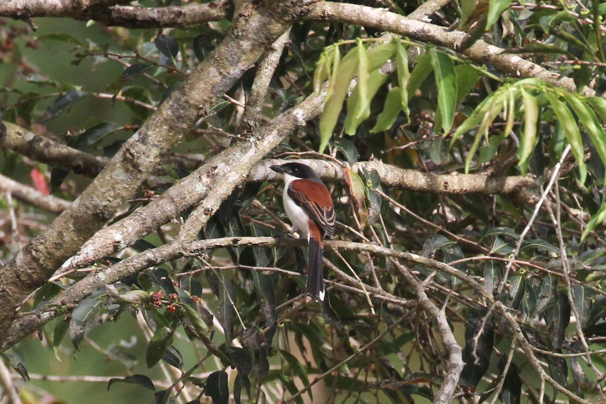 Burmese Shrike - ML135204671