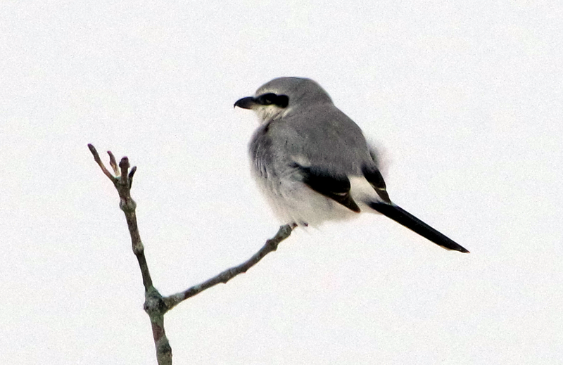 Northern Shrike - Matthew Crandall