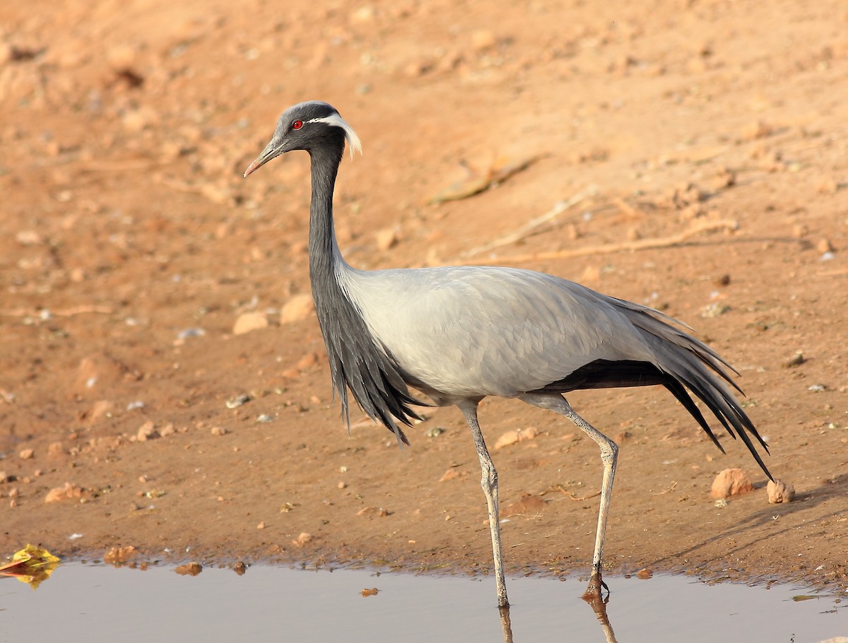 Demoiselle Crane - ML135206521