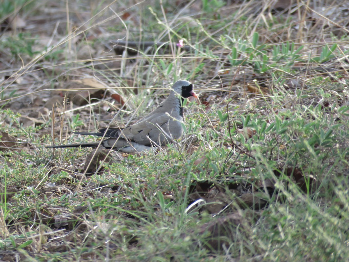 Namaqua Dove - Will Baxter-Bray