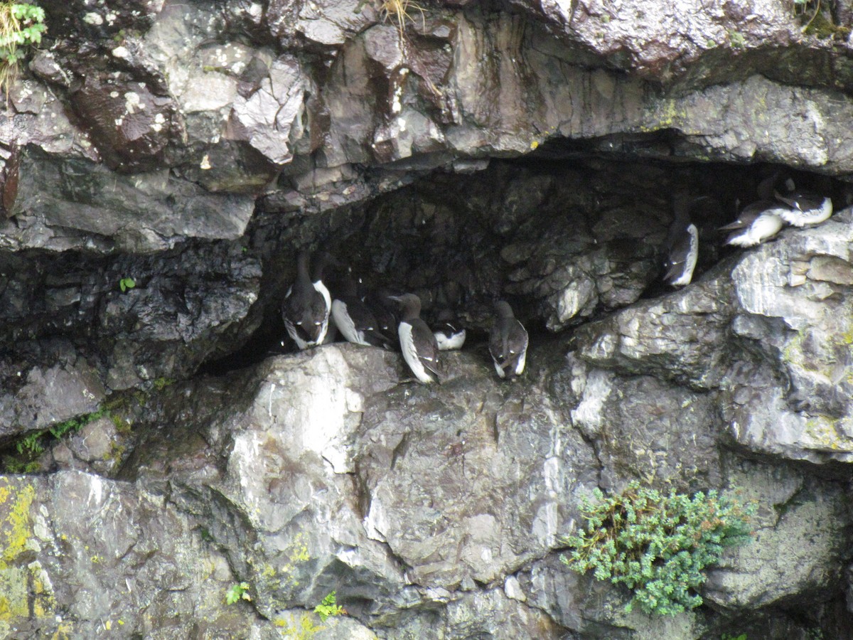 Common Murre - ML135208591