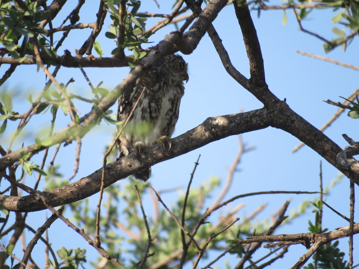 Mochuelo Perlado - ML135209421