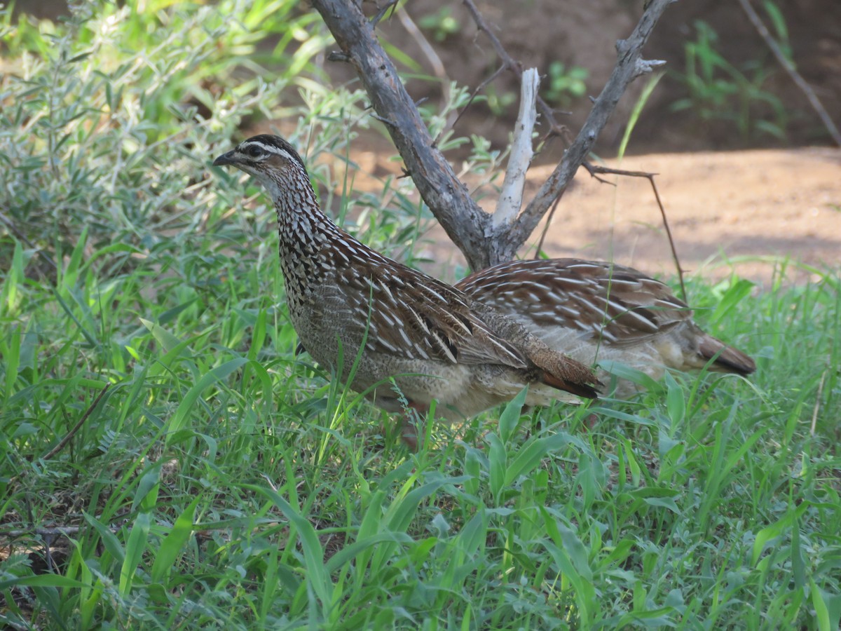 Crested Francolin - Will Baxter-Bray