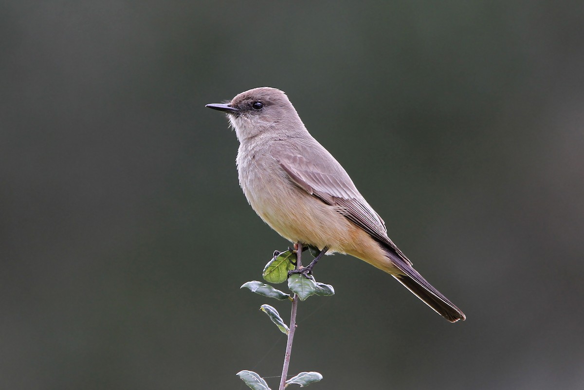 Say's Phoebe - ML135211401