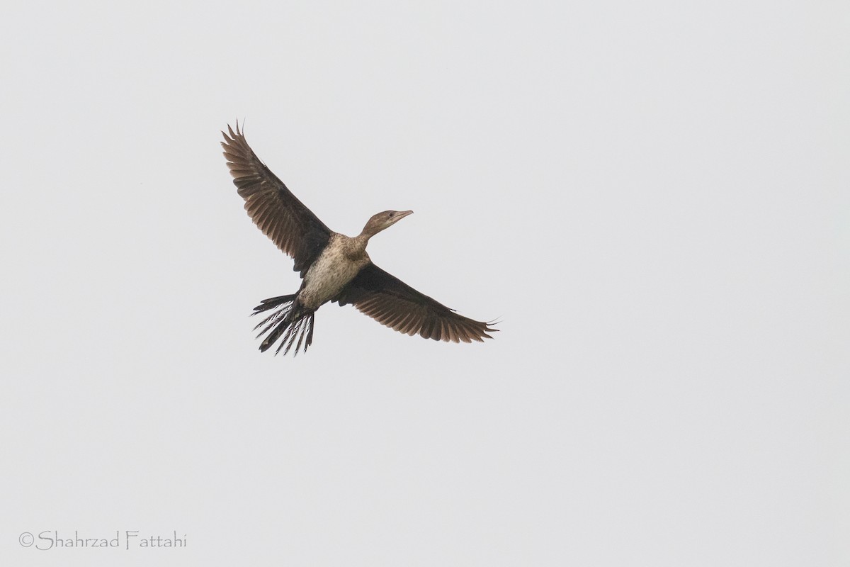 Pygmy Cormorant - ML135213121