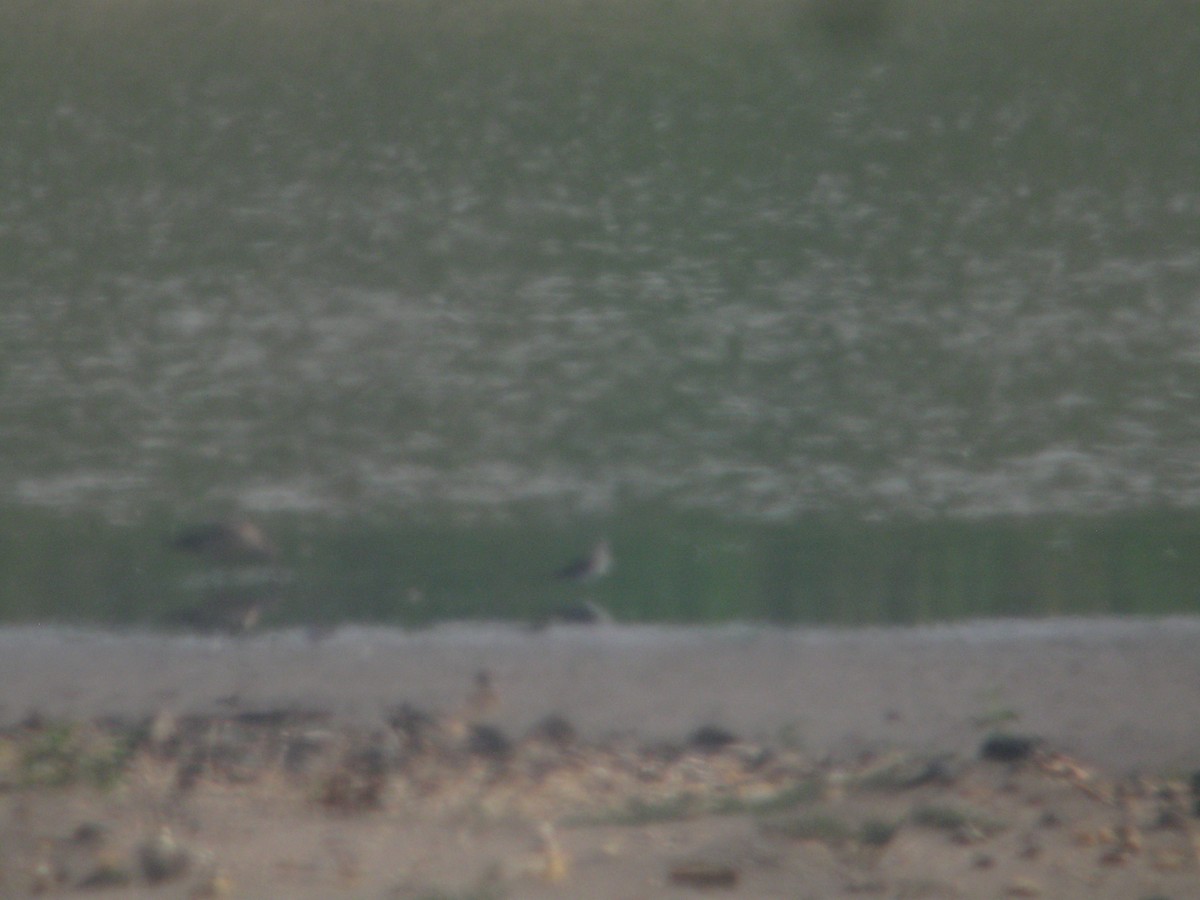 Marbled Godwit - Ron Gutberlet