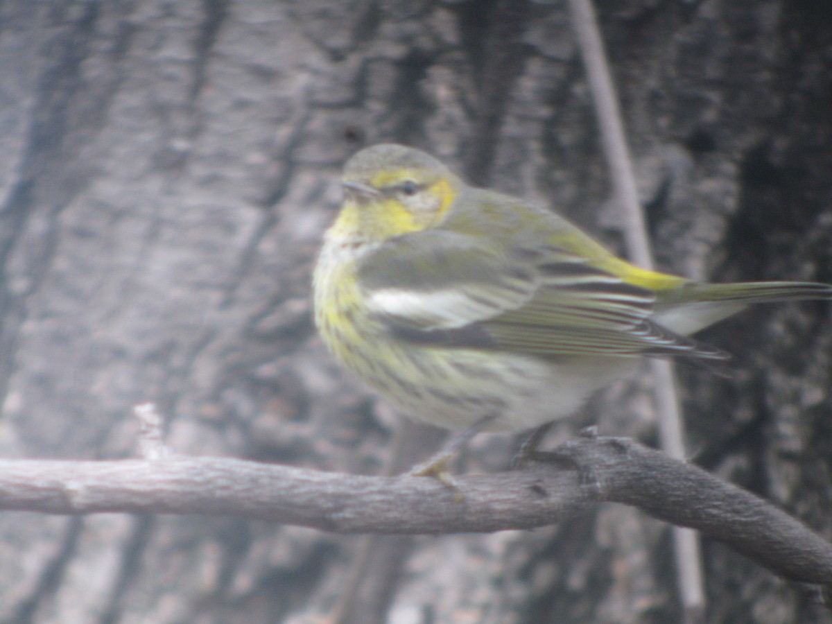 Cape May Warbler - ML135215441