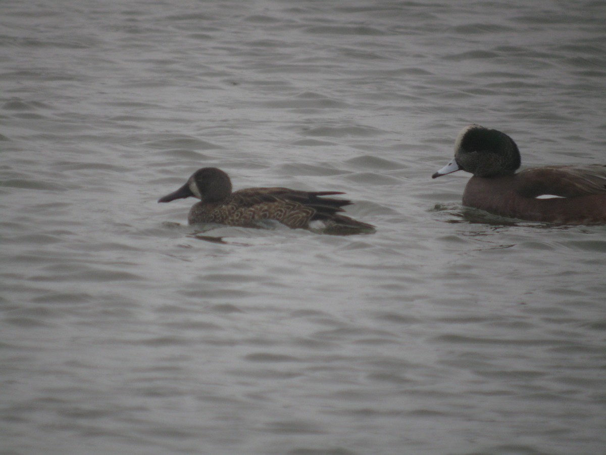 Blue-winged Teal - ML135215581