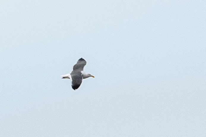 Western Gull - ML135218371