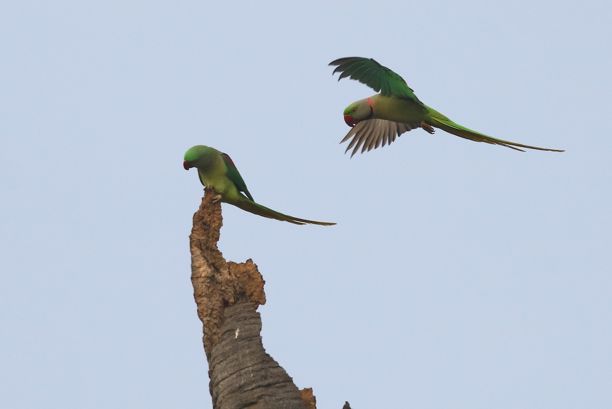 Alexandrine Parakeet - Bhaarat Vyas