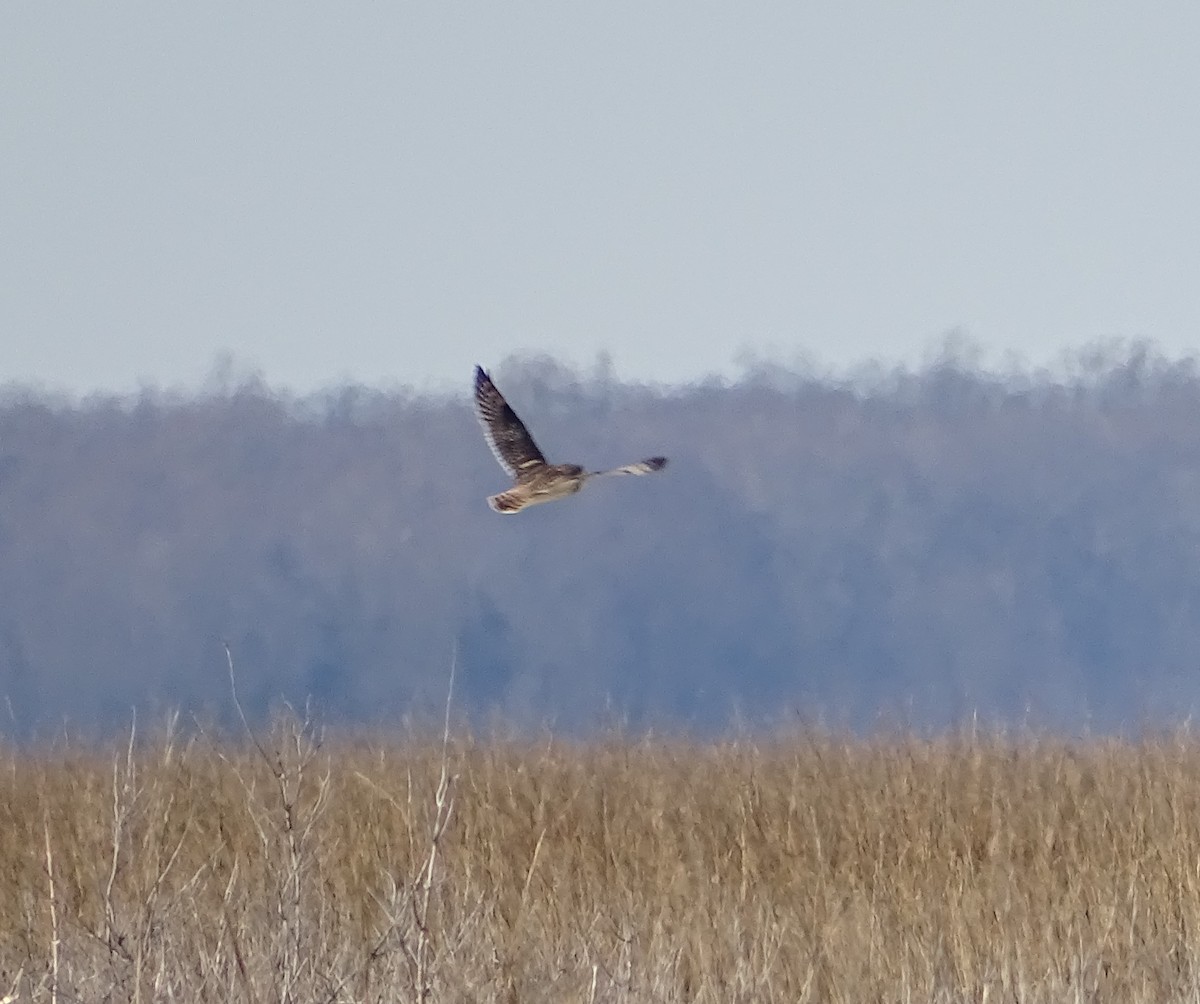 Short-eared Owl (Northern) - Sandra Keller