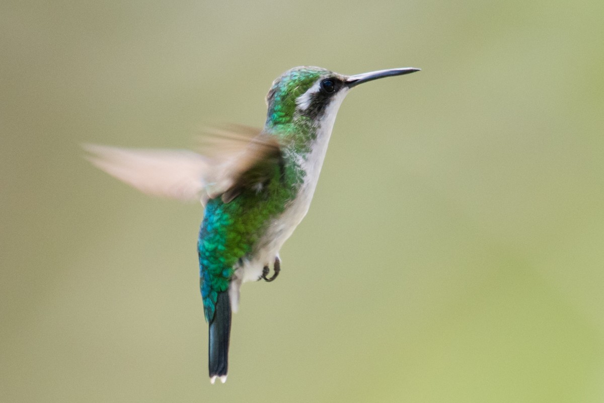 kolibřík blýskavý - ML135222721