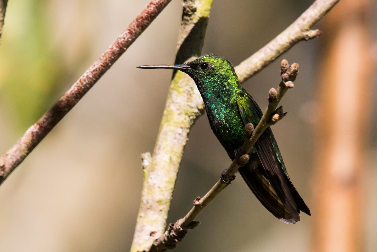 kolibřík blýskavý - ML135222861