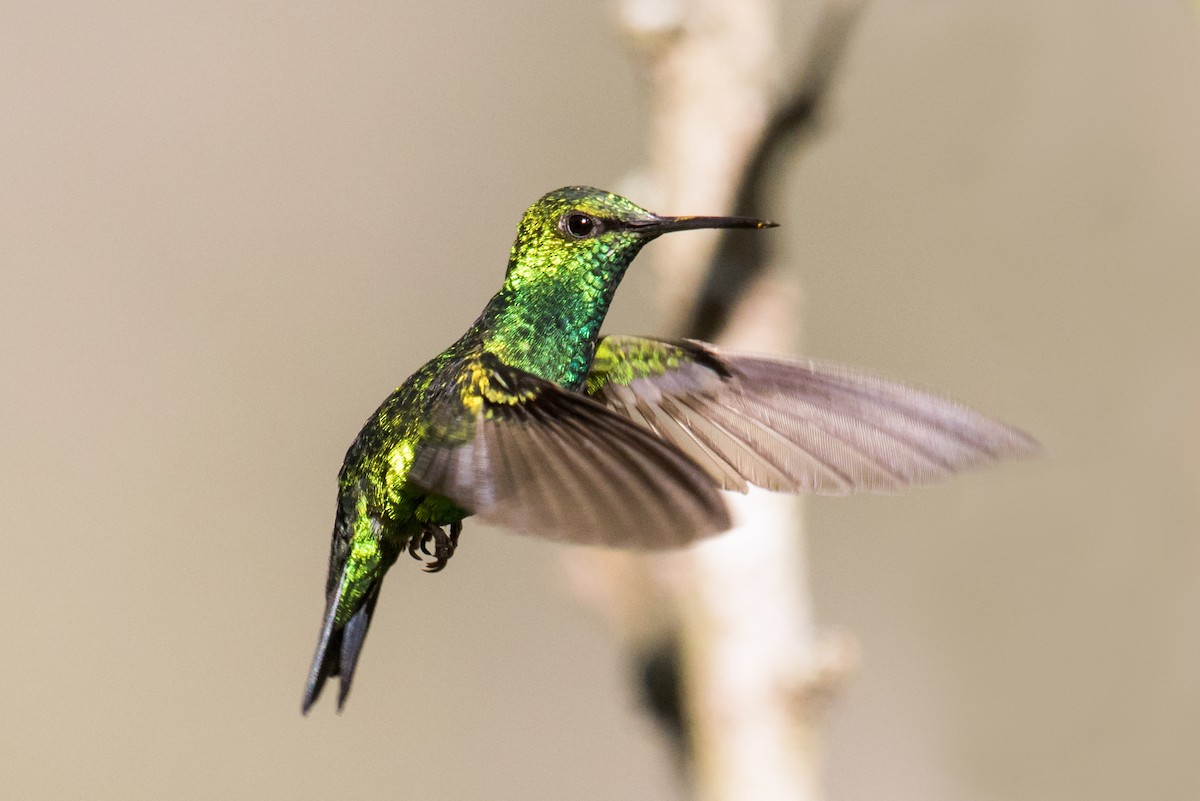 kolibřík blýskavý - ML135222961
