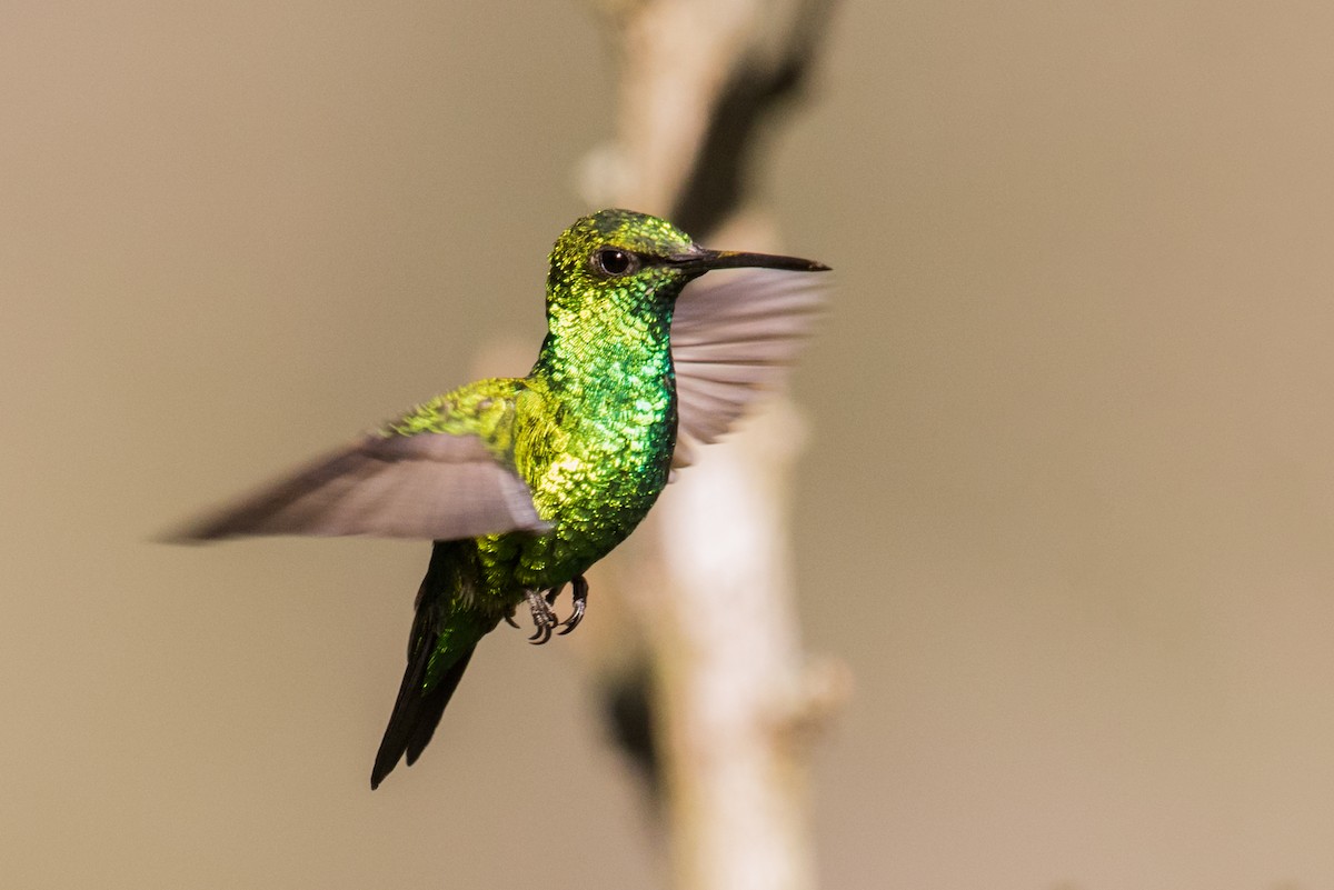kolibřík blýskavý - ML135222971