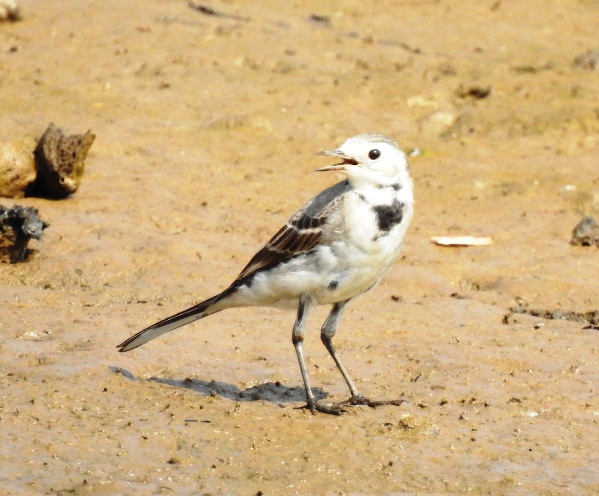 White Wagtail - VASEN SULI