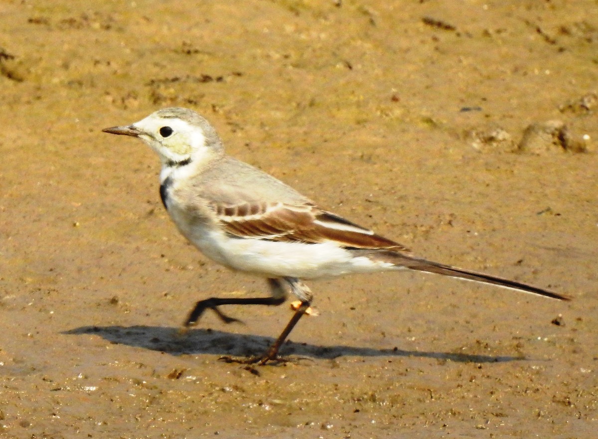 White Wagtail - VASEN SULI