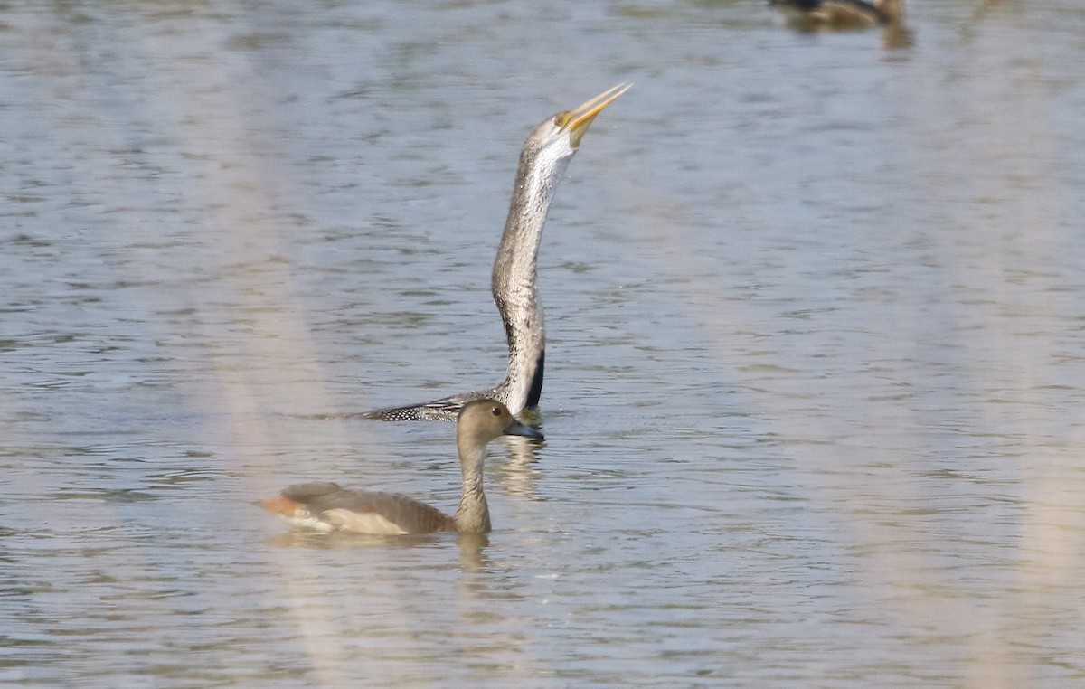 Anhinga Asiática - ML135223691