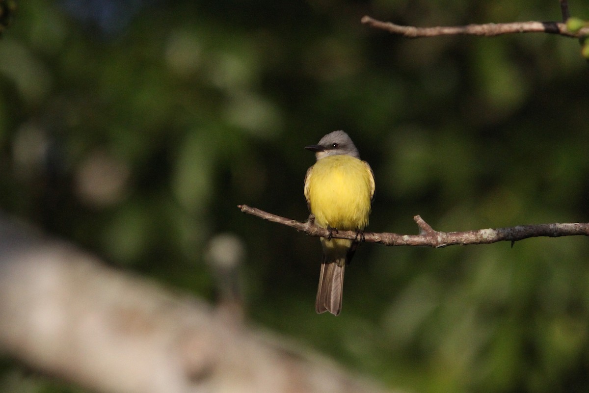 Couch's Kingbird - ML135225741