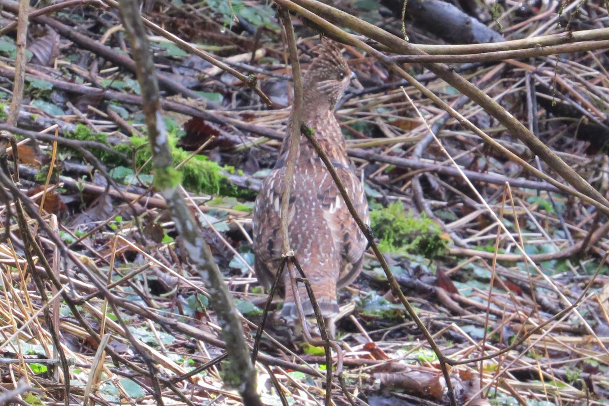 Ruffed Grouse - Jeff Harding