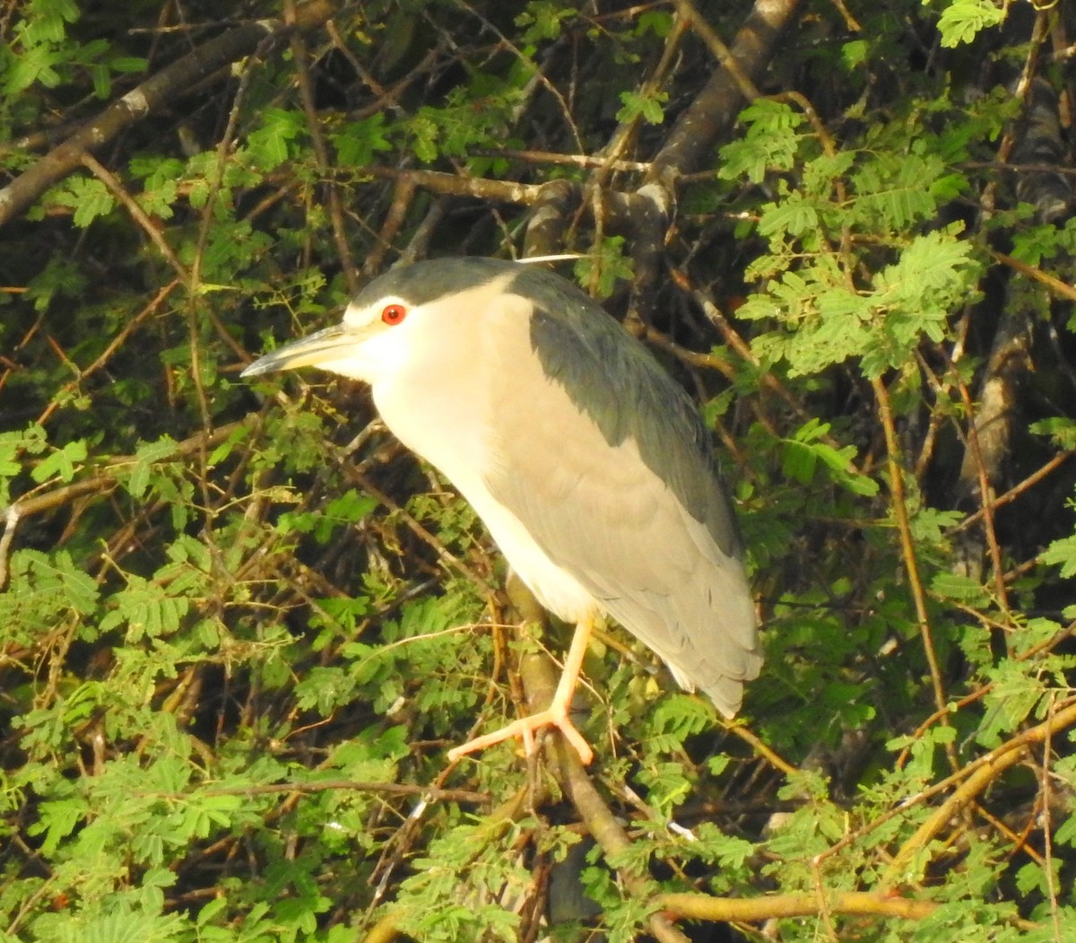 Black-crowned Night Heron - VASEN SULI