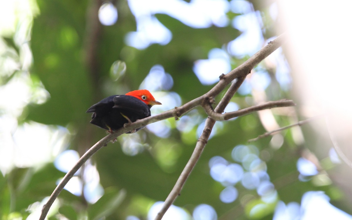 Red-capped Manakin - ML135229801