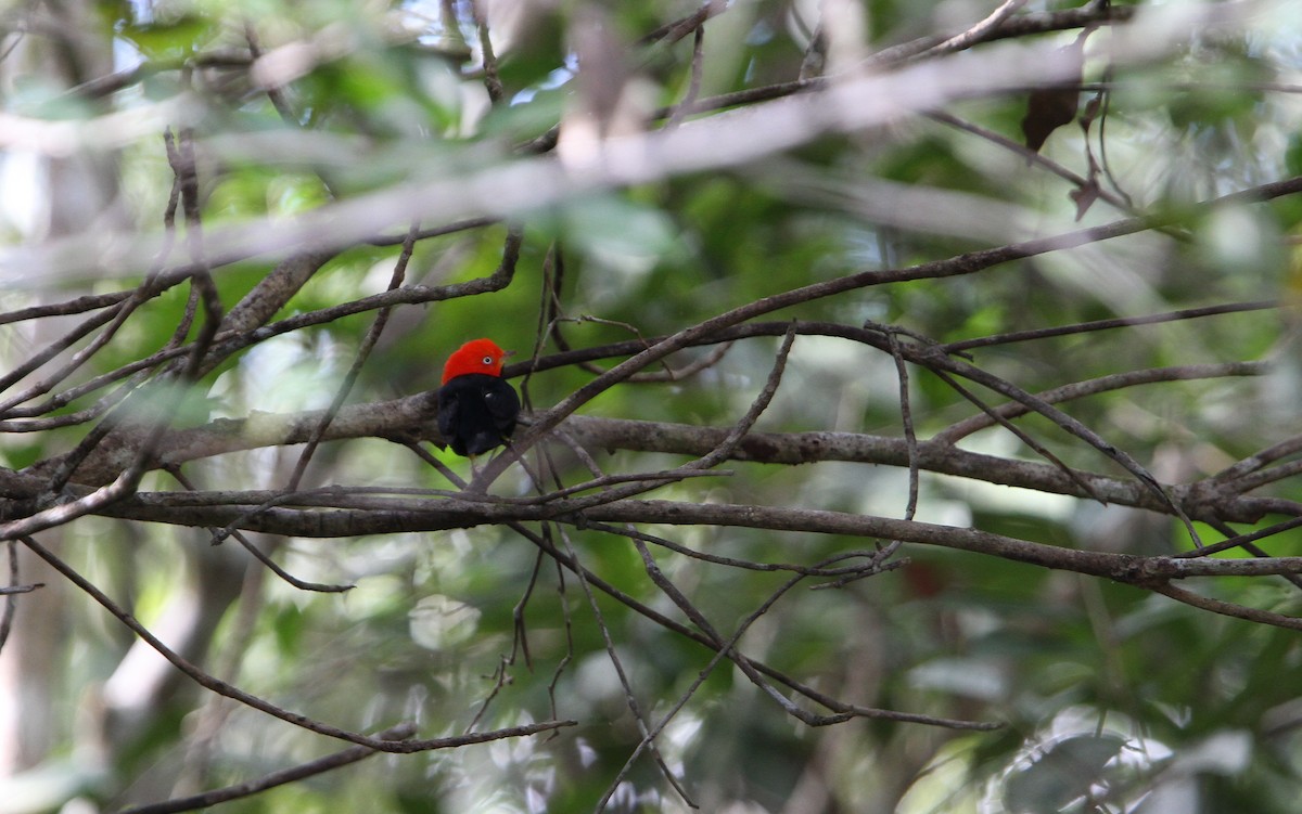 Red-capped Manakin - ML135229811