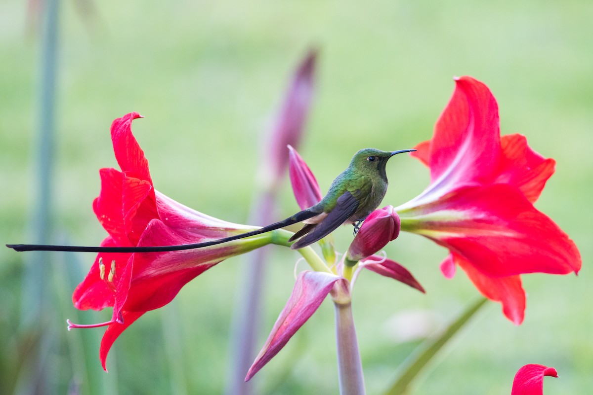 Black-tailed Trainbearer - ML135229931