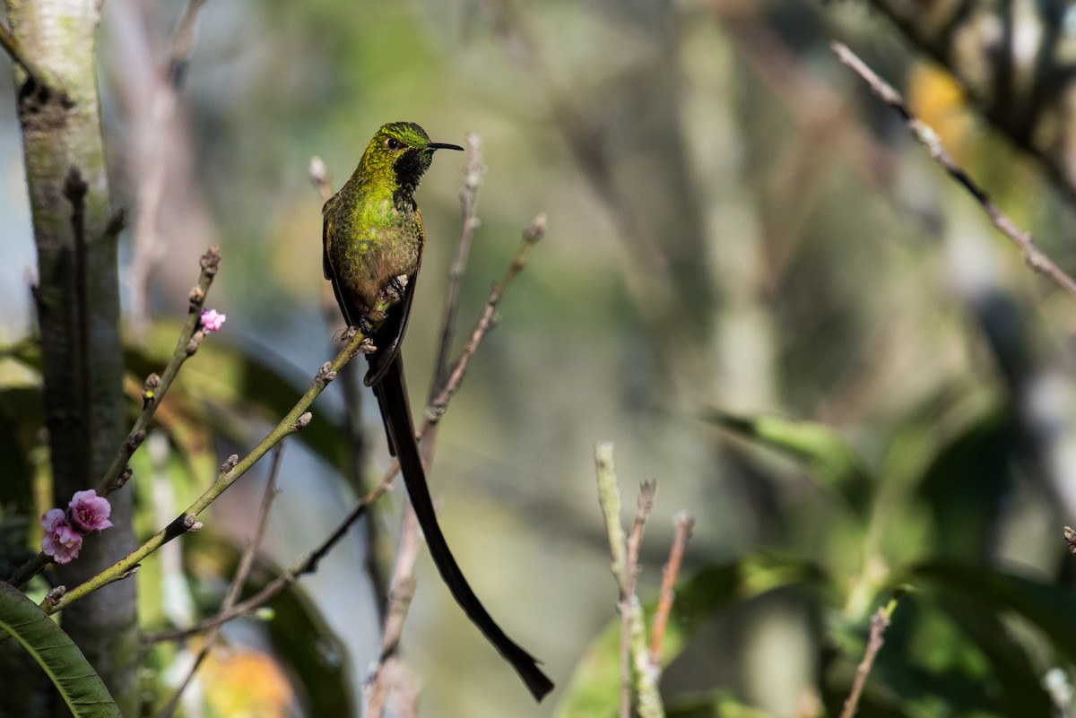 Black-tailed Trainbearer - ML135230161