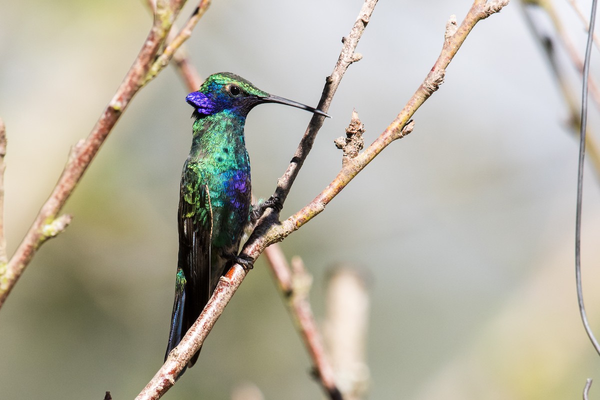 Sparkling Violetear - ML135231961