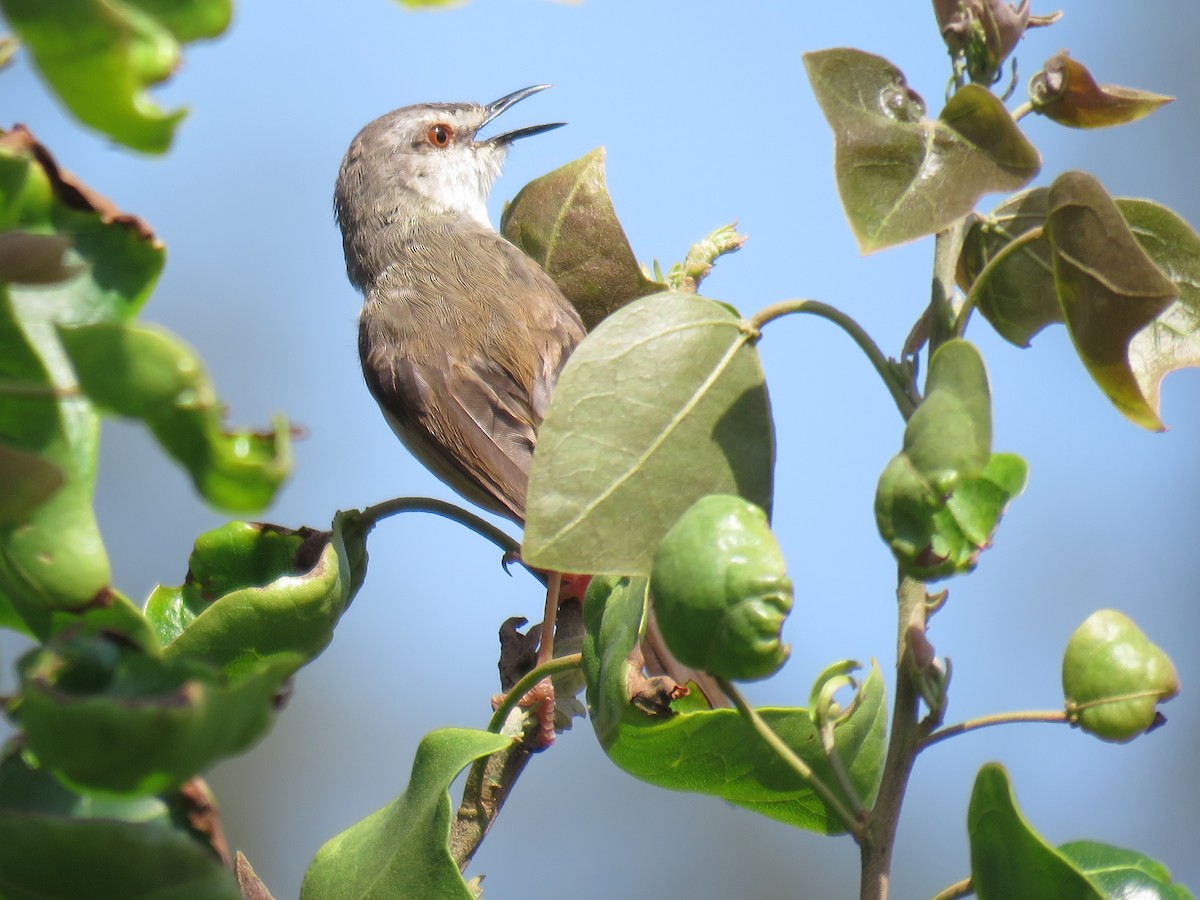 Prinia modeste - ML135233231