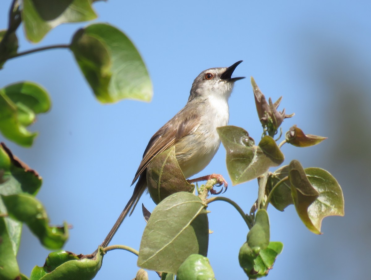 Prinia modeste - ML135233251