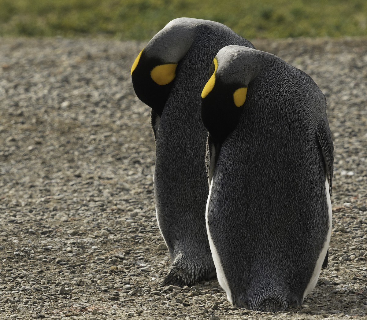 King Penguin - ML135233621