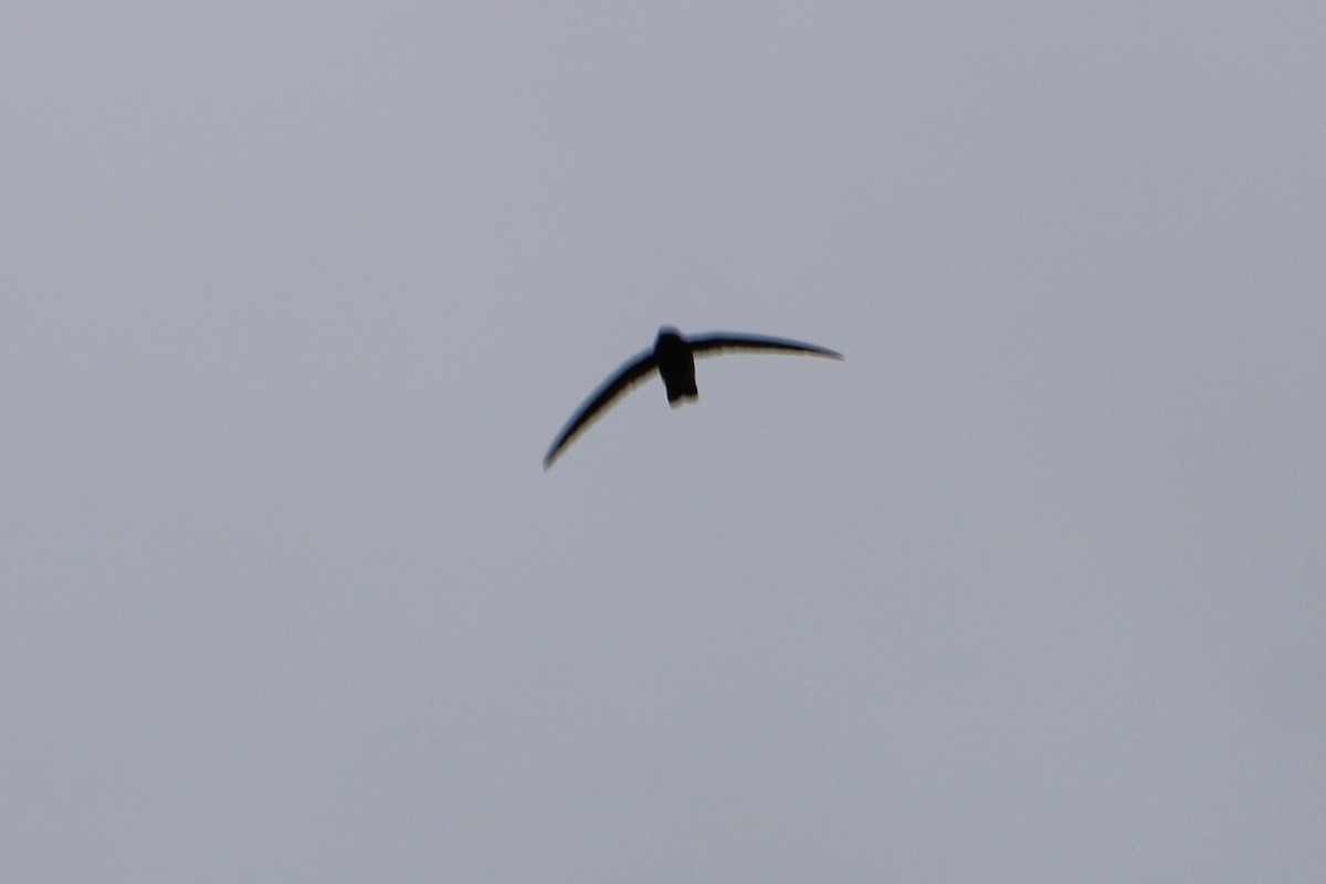 White-rumped Swiftlet - Fred & Colleen Wood