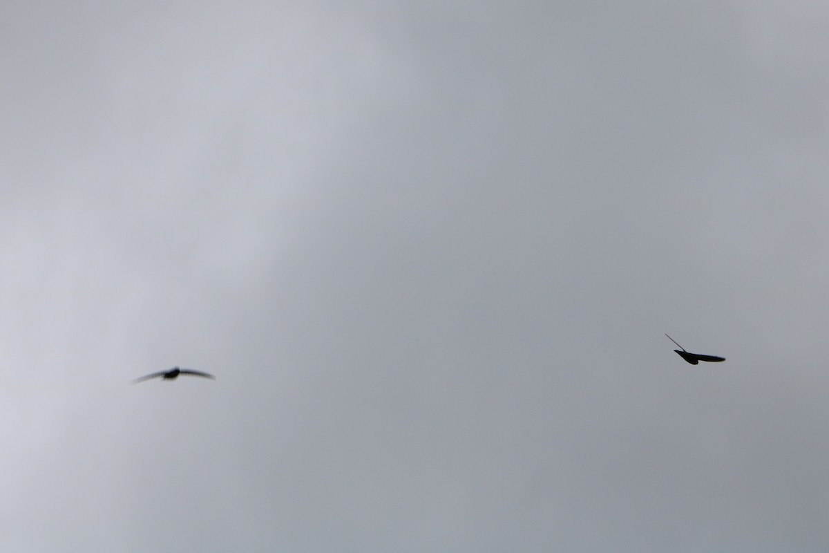 White-rumped Swiftlet - Fred & Colleen Wood