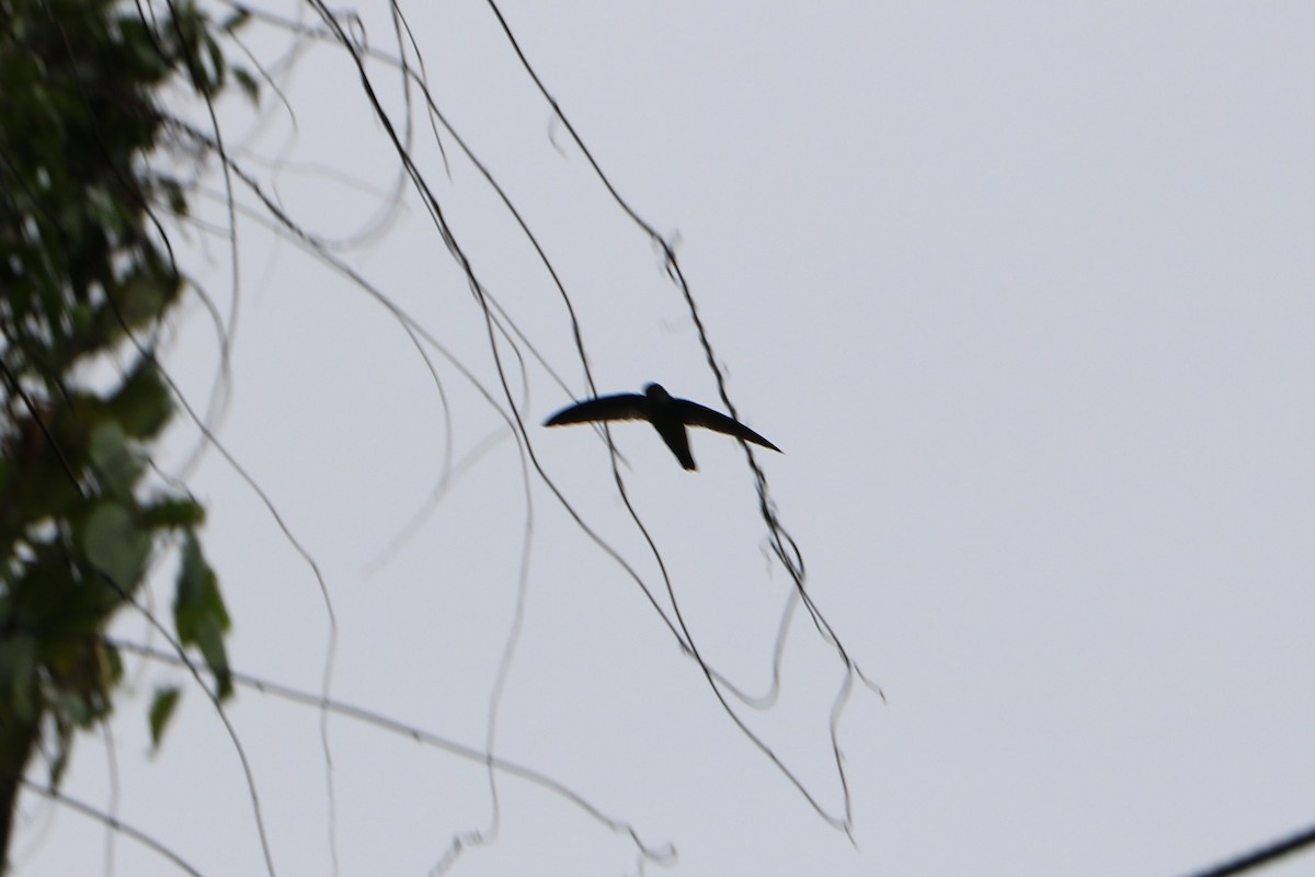 White-rumped Swiftlet - ML135234581