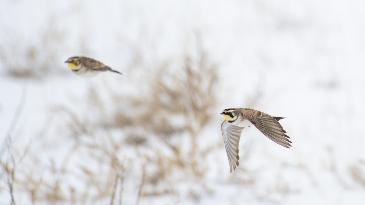 Horned Lark - ML135235241