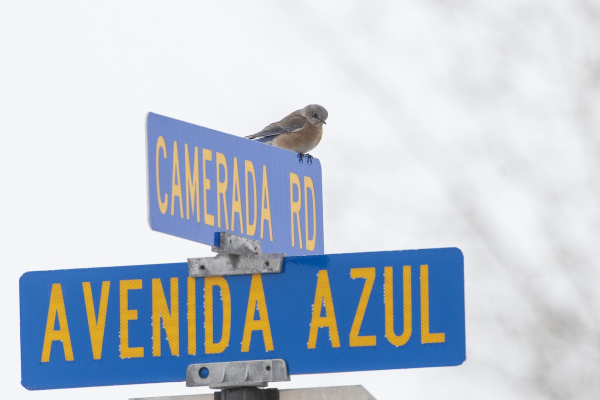 Western Bluebird - ML135235331