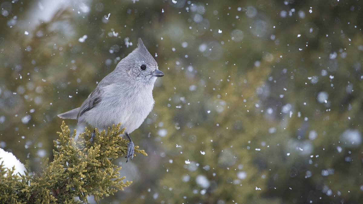 Juniper Titmouse - ML135235381