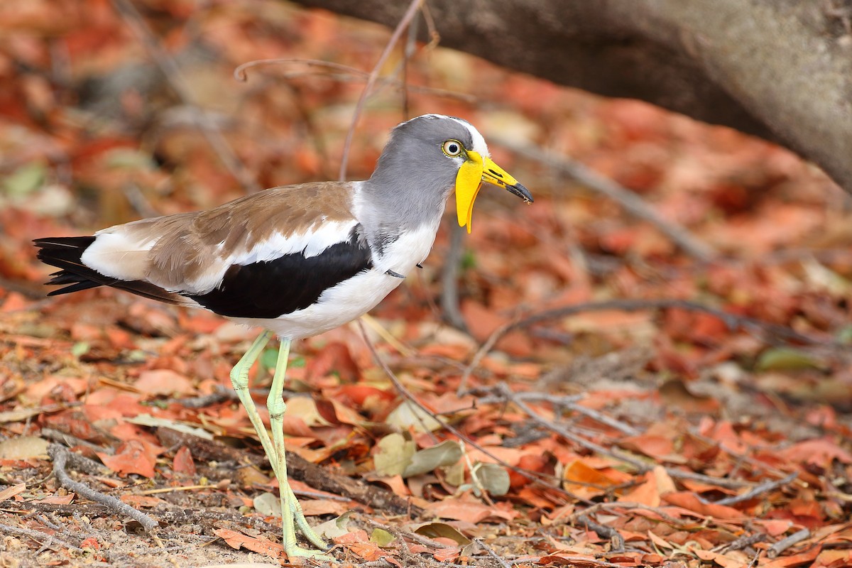 White-crowned Lapwing - Robert Johnson