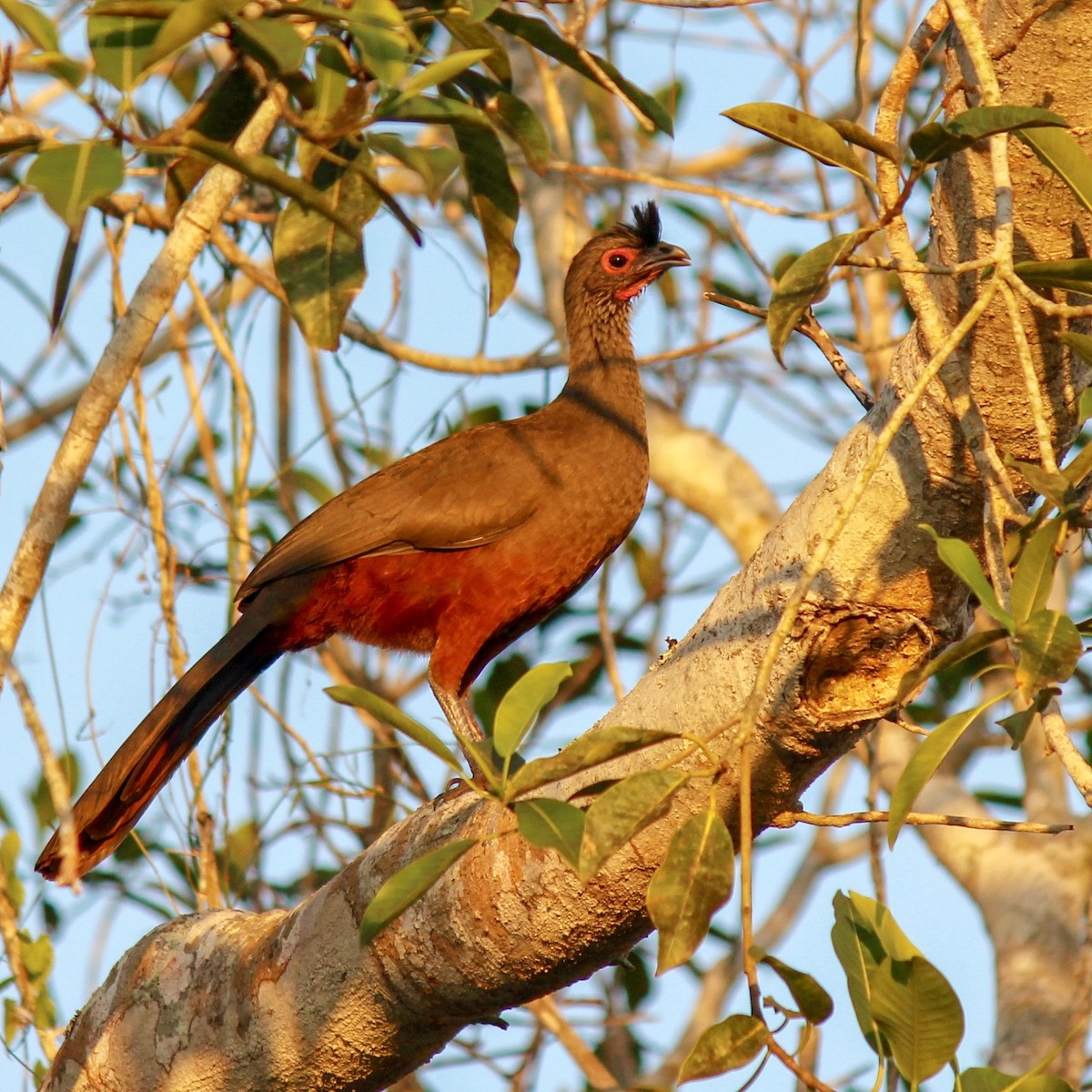 Rufous-bellied Chachalaca - ML135236991