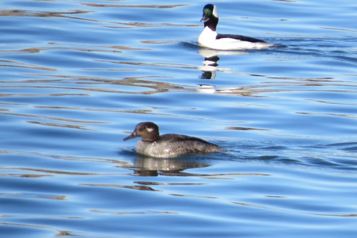 Bufflehead x Hooded Merganser (hybrid) - Jeff Harding