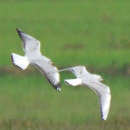 Brown-headed Gull - ML135241551