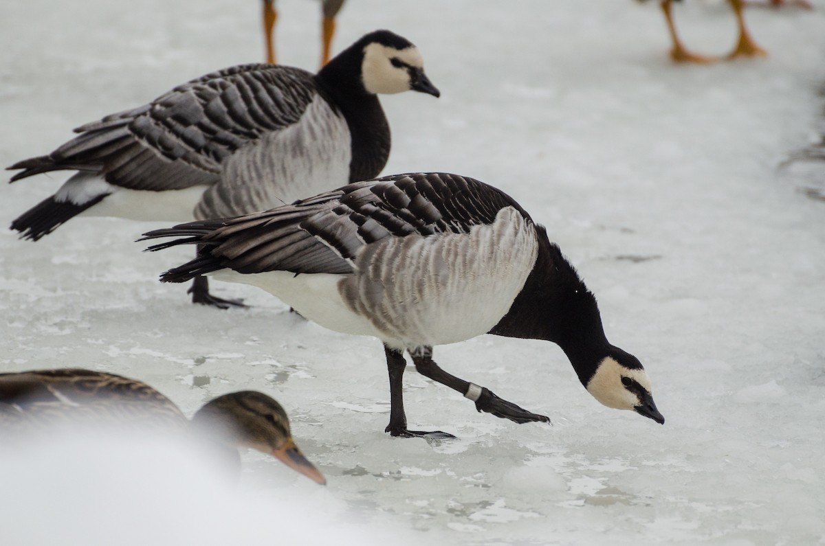Barnacle Goose - Anonymous