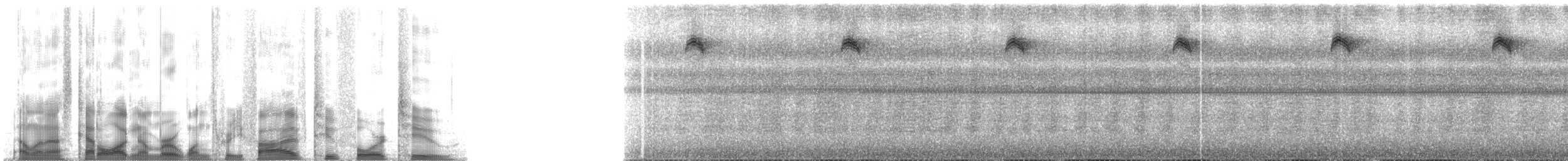 Kestane Karınlı Pırıltı - ML135242