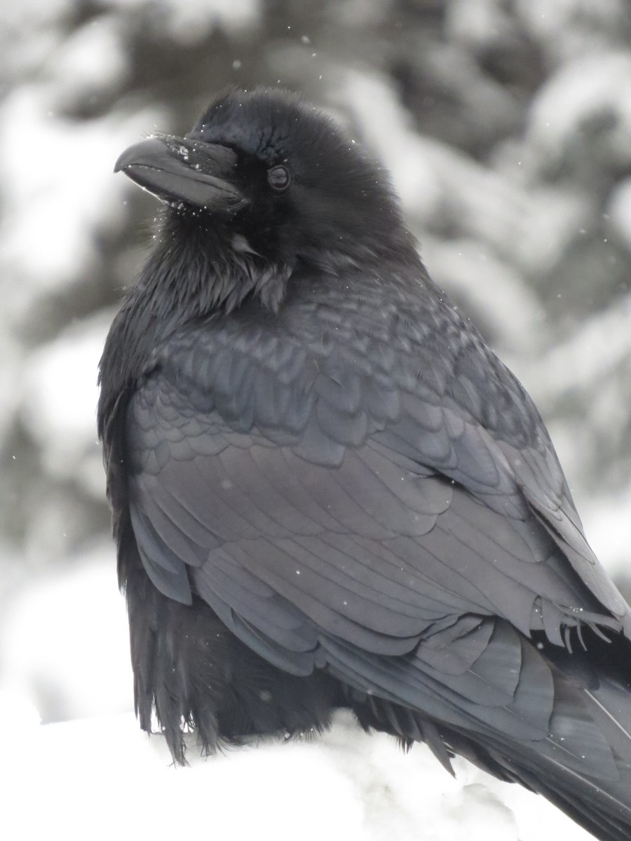 Common Raven - ML135242131
